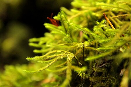 Moss macro green