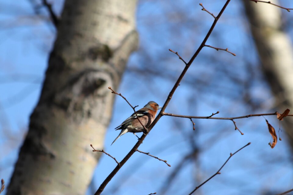 Bird wood chaffinch
