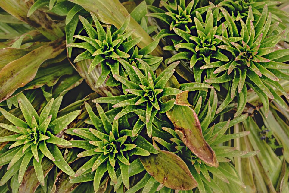 Plant rain Free photos