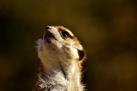 Animal nature mammal
