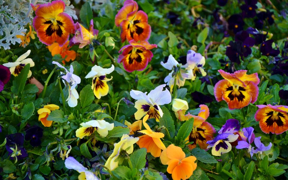 Floral summer bloom