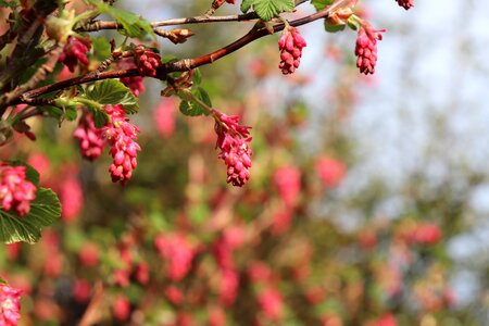 Season plant flower