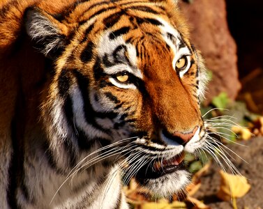 Fur beautiful dangerous