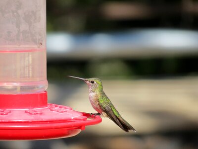 Iridescent wyoming usa
