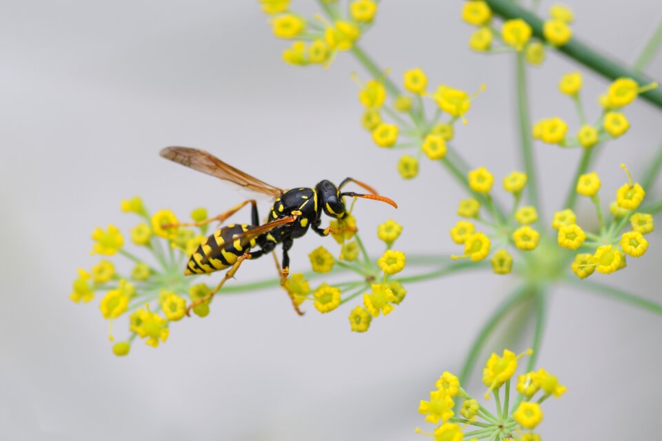 Yellow macro forage