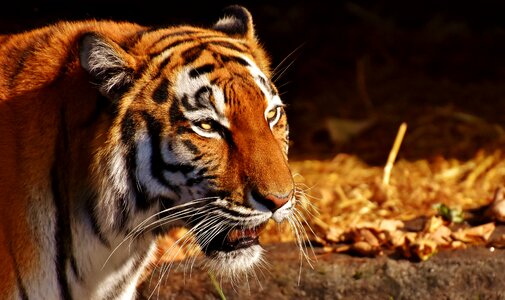 Fur beautiful dangerous