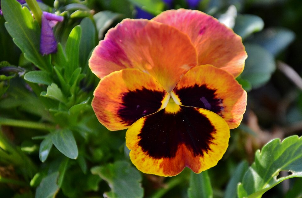 Floral summer bloom