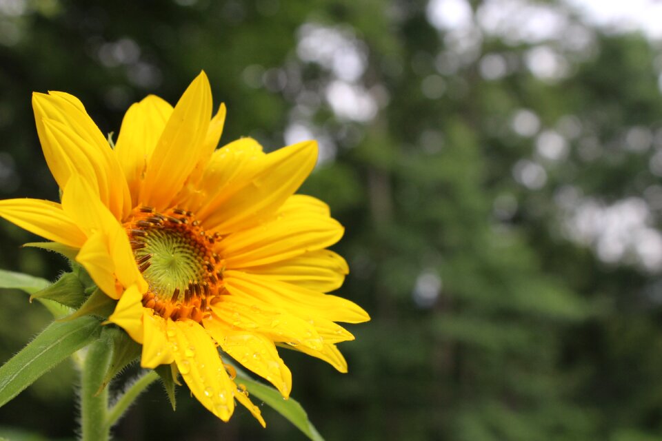 Sacred geometry life flower