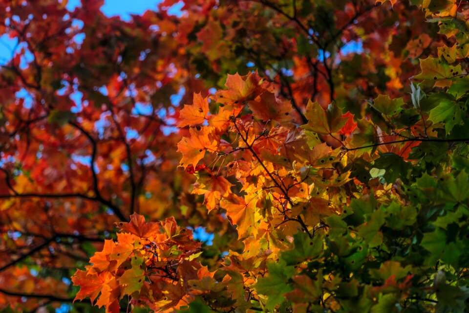 Stroll maple russia