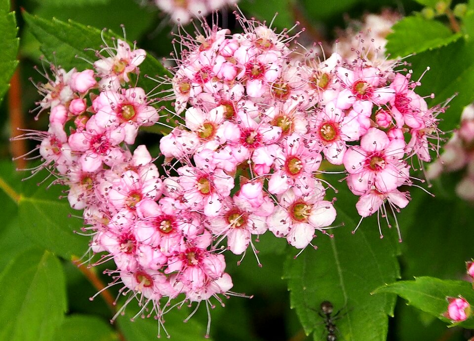 Delicate flower summer close up