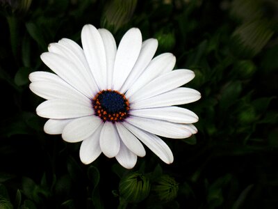 Petal garden blooming photo