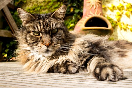 Domestic cat garden animals photo