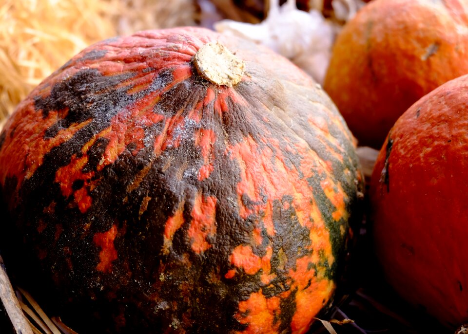 Halloween squash vegetable