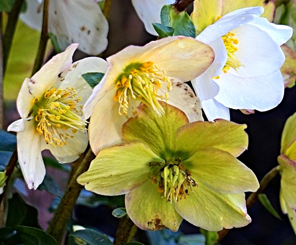 Plant garden flowers