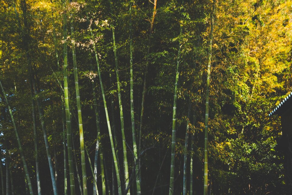Woods leaves branches