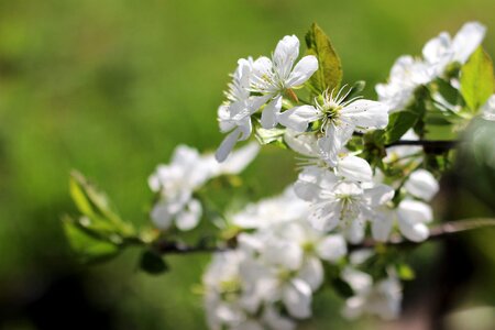 White flower wood