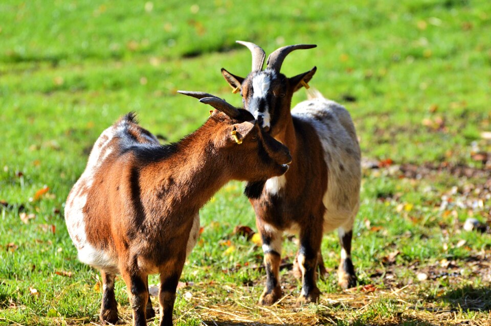 Domestic goat horns goatee photo