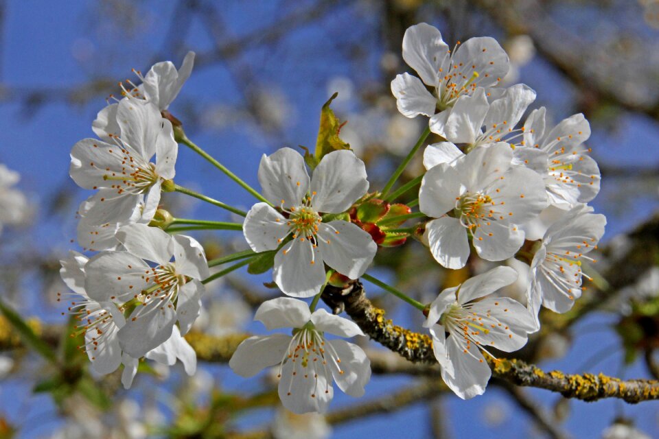 Flowers nature spring