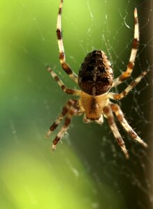 Web nature green web