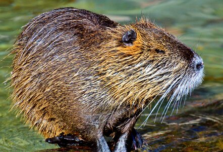 Species of rodent waters animal