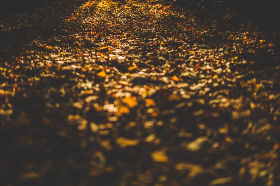 Park sunset shadows