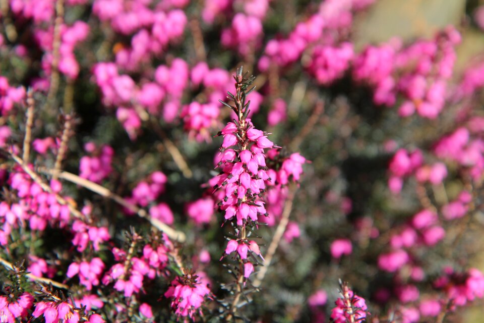 Heather pink flower photo