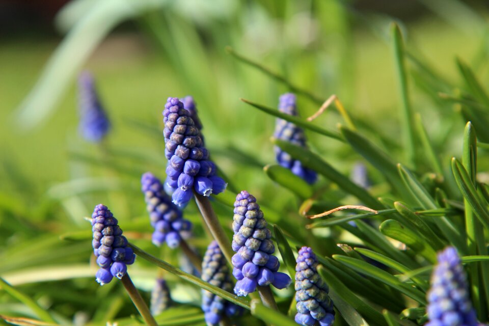 Muscari purple flowers Free photos