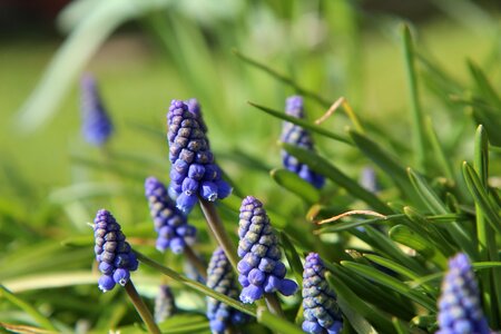 Muscari purple flowers Free photos