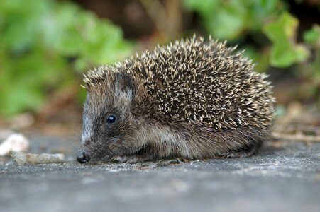 Animal hedgehog little