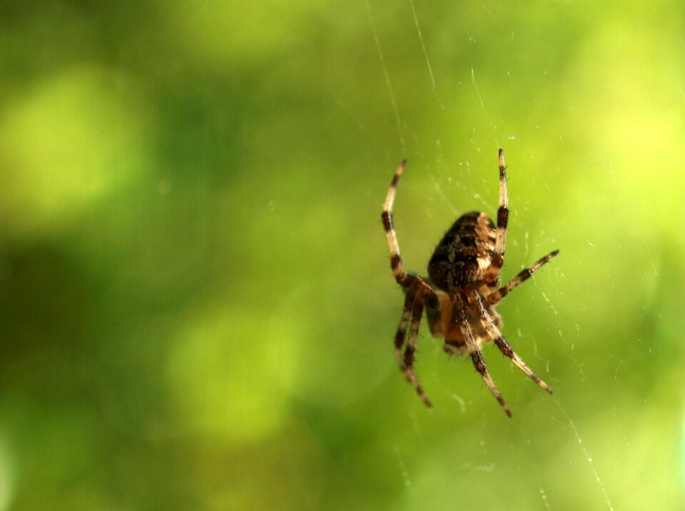 Nature web green web