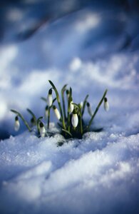 Plant nature outdoor
