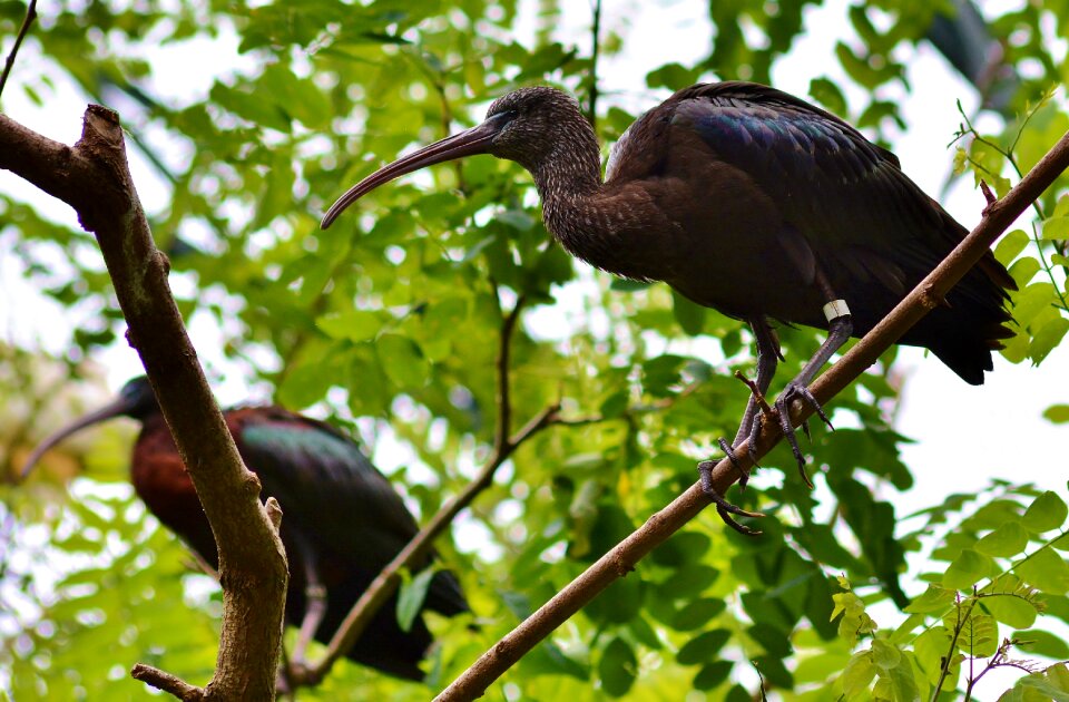 Nature animal world bird