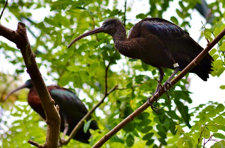 Nature animal world bird