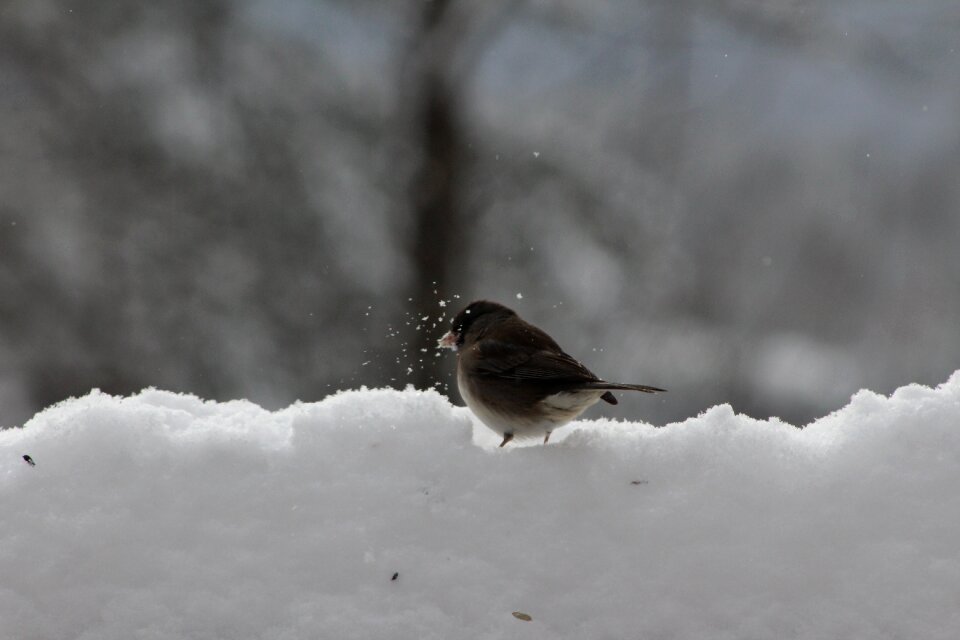 Snow life gray life
