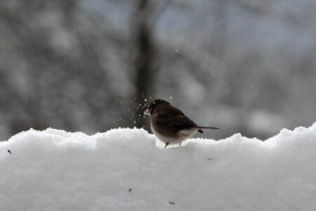 Snow life gray life photo