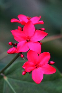 Garden petal outdoor photo