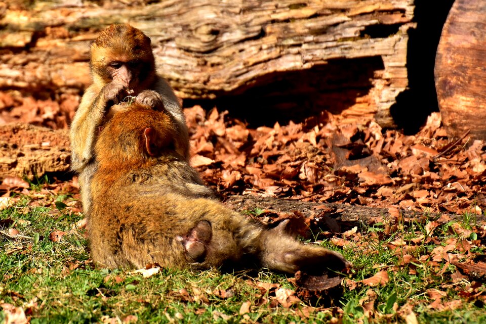 Endangered species monkey mountain salem animal
