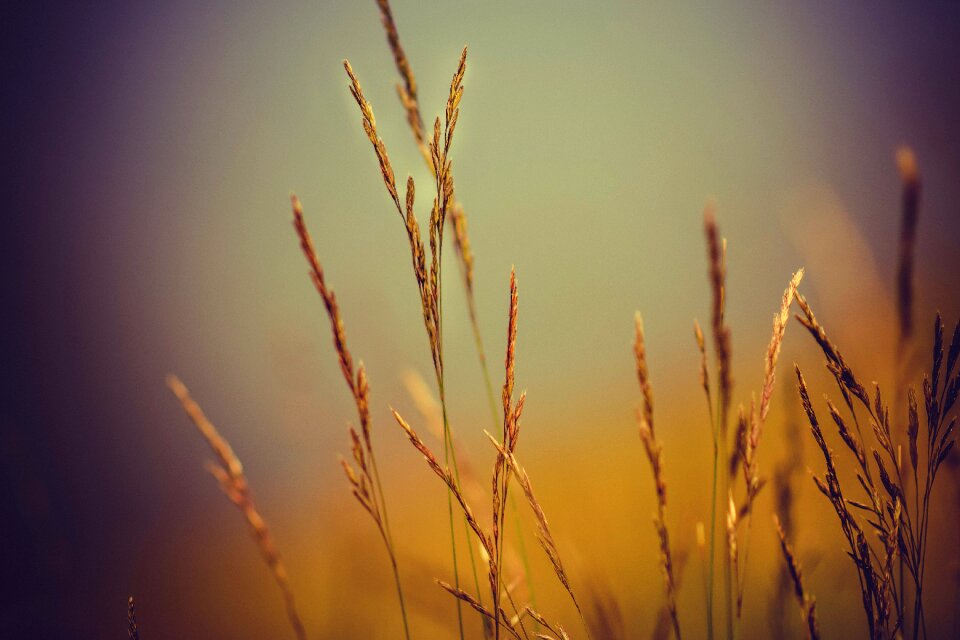 Farm agriculture bokeh