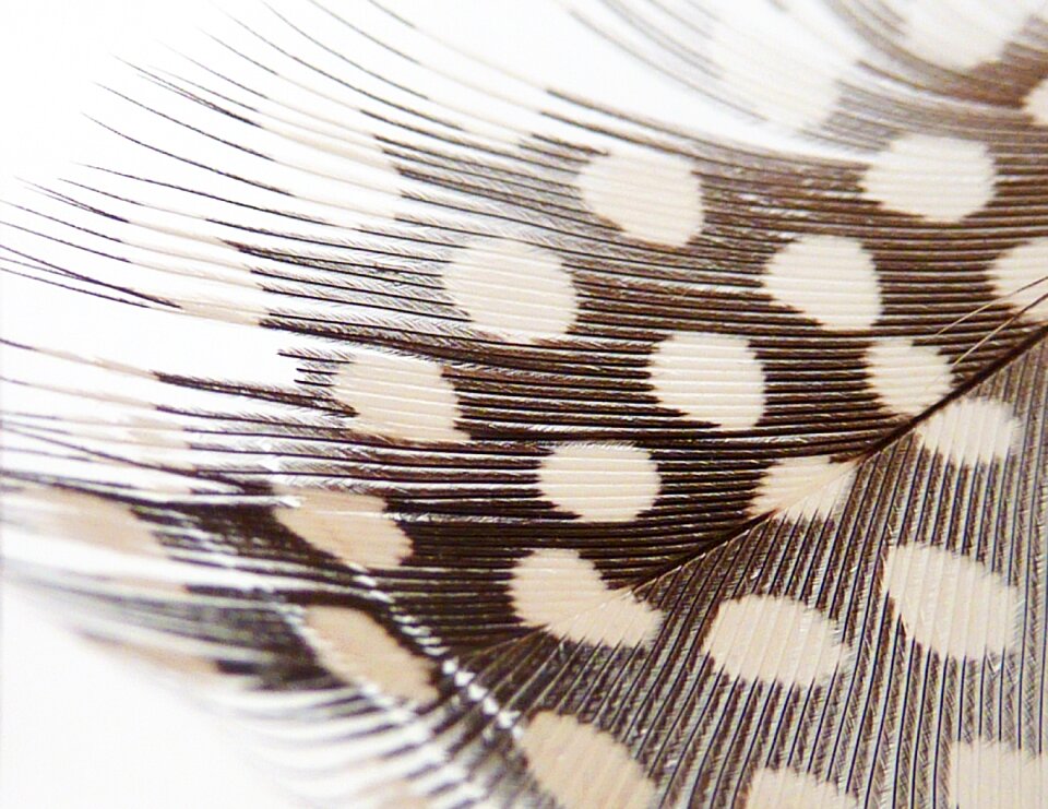 Feather white corpses