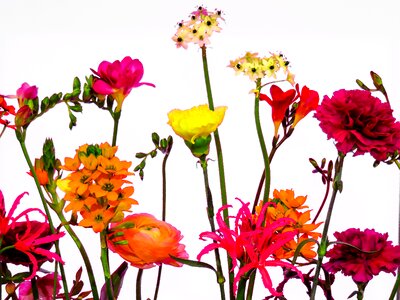 Summer flowers isolated photo