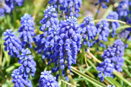 Flora hyacinth petal photo