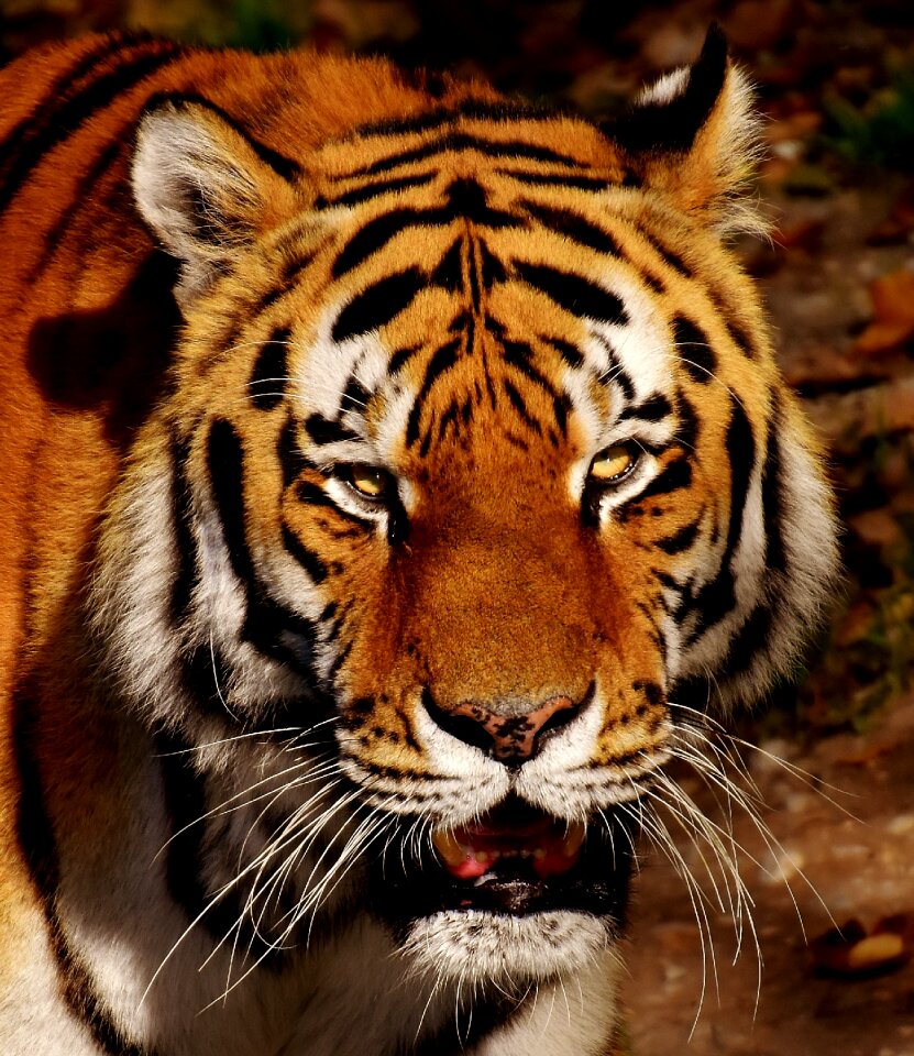 Beautiful dangerous big cat