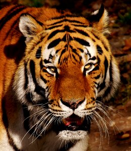 Beautiful dangerous big cat