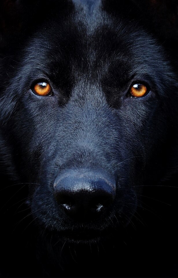 Dog head portrait