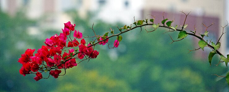 Floral green colorful
