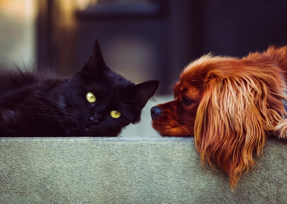 Pets animals friends