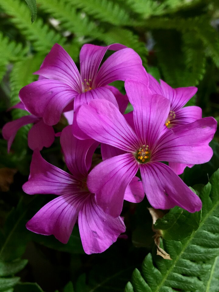Spring flower garden