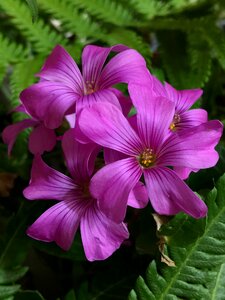 Spring flower garden