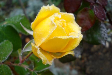 Rose yellow frost photo