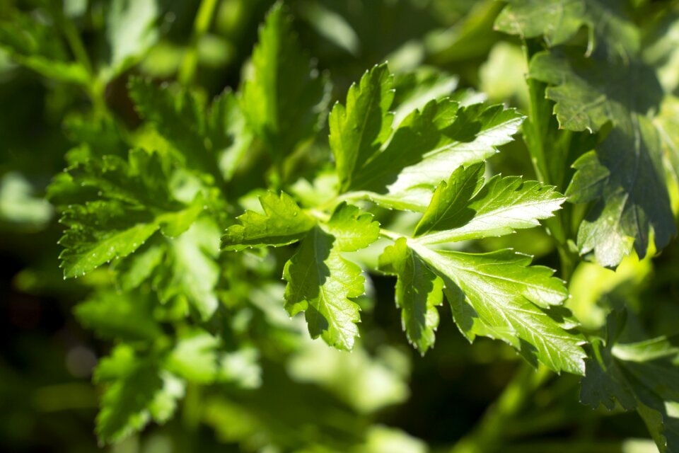 Nature vitamins healthy eating